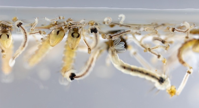 Resistant-proof Treatment